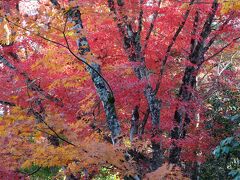 2023年の紅葉はゆっくりペース♪　～西脇市　西林寺～