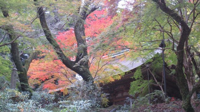 旅行パンフレットを見ていたら、「5つの世界遺産構成と個人では行きにくい長谷寺・室生寺　歴史ロマンあふれる奈良3日間」を見つけ、これを参考にし、奈良・京都旅を計画しました。例年の紅葉の時期は11月中旬から12月上旬ということだが今年は少し遅れている様子。全開の紅葉にはありつけなかったが十分満足出来ました。JALカード情報紙に掲載されていた京都の和菓子店も目的の1つ。<br />関西はいつの時期に行ってもしっかり期待に応えてくれる場所、次は事前準備をもう少ししっかりと練り、また関西方面に行こうと思います。