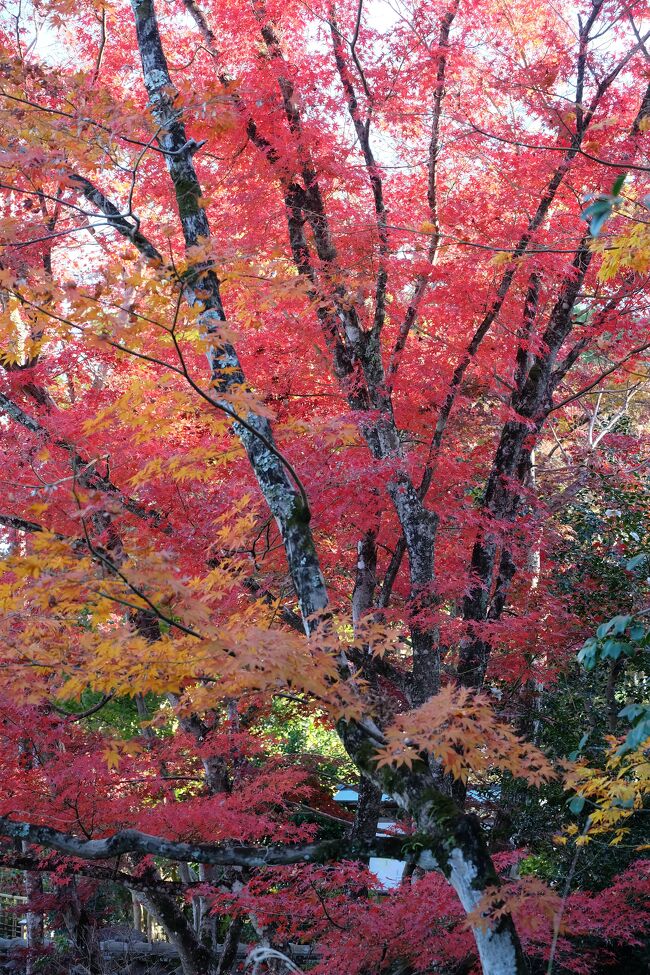 今年は久しぶりに紅葉狩りに行きたいと思い、西脇市にある西林寺に行ってきました。そろそろ見頃かなと思っていましたが、今年の紅葉はのんびりゆっくりペースのようです。<br />西林寺は白壁に紅葉。そして、落葉すれば参道が真っ赤なカーペットになる事で知られています。たくさんの方がそれを目当てに来られていますが。。。<br />今はまだ青葉から真っ赤な紅葉まで様々にあるといったところでした。<br />私は、赤一色と言うよりもグラデーションが好きなので楽しめました。<br />それでも、もう2～3割進んでいて欲しかったというのが本音です。<br />週末から今月いっぱいくらいが見頃なのではないでしょうか。<br />休日は人が多いかもしれませんが平日ならゆっくりと楽しめるのではないかと。<br />日陰に入ると肌寒いのでそれなりの服装が必要かなと思います。<br />青葉やグラデーションが好きな方はお早めにどうぞ。
