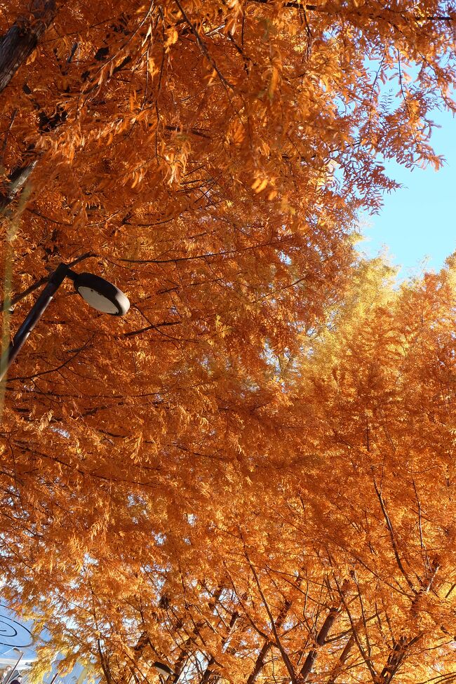 メタセコイア並木道を見てみたくて、西脇市にある日本へそ公園に行ってきました。近畿地方では滋賀県マキノの並木道は有名ですよね。<br />諸事情により日中しかも日が暮れるまでと言う短時間しか自由になる時間がない今、滋賀県は時間的に厳しい。そうなると兵庫県内でどこか。<br />今年は紅葉も遅いし、綺麗に色づかず落葉してしまうかも。西脇のへそ公園にメタセコイア並木があると聞いたような。。。<br />用事を済ませて行ってみることにしました。初めて見るメタセコイア並木に感動。道路を走っているときからチラッと見えてワクワク感もアップ。平日の午後でしたが大勢の人が来られてました。ここは道路ではないので真ん中で写真を撮ることが出来ます。午後からの日差しに照らされてキラキラ。<br />この土日あたりが見頃かもしれませんね。
