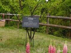 高知-2　高知県立牧野植物園a　「らんまん」放送中　☆マキノの日（生誕日）-無料開園