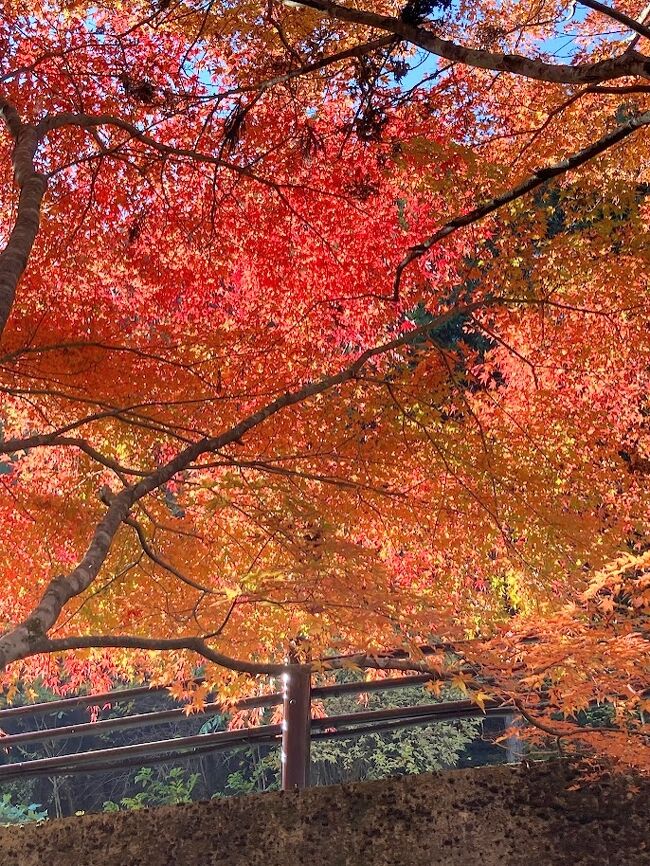 以前テレビで紹介されていたのをみて、ずっと行きたかった稲武の足湯カフェに行ってきました。とても素敵なカフェで、足湯と景色に癒されながらのモーニングです。<br />そこで、稲武もみじまつりの名倉川遊歩道をすすめていただき、散策してきました。暖かい日が続いて紅葉にはまだ早いかと思っていたけど、綺麗に色付いている箇所も多く、秋を大満喫。<br />しだれ桜で有名な瑞龍寺にももみじがあるとのことで、参拝へ。ラストは道の駅どんぐりの里いなぶでお買い物。天気も良く、楽しい秋の一日でした。<br />