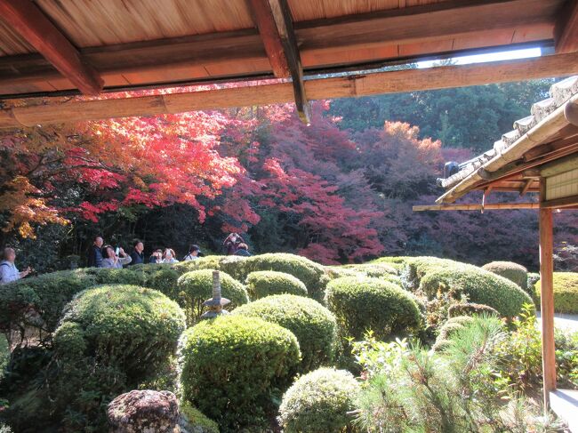 紅葉を訪ねて今回は京都の八大神社と詩仙堂へ行ってきた。雲一つない絶好の観光日和のなか出町柳から叡電で一条寺まで行きここから徒歩で宮本武蔵と吉岡一門と決闘をしたといわれている一条寺下り松を通り、宮本武蔵と決闘する前に立ち寄ったといわれ武蔵の銅像がある八大神社へ。次に八大神社の隣にある徳川家康に仕えた石川丈山が隠遁の地として造営した詩仙堂丈山寺へ。どちらも紅葉が美しく青空と紅葉がマッチしていた。