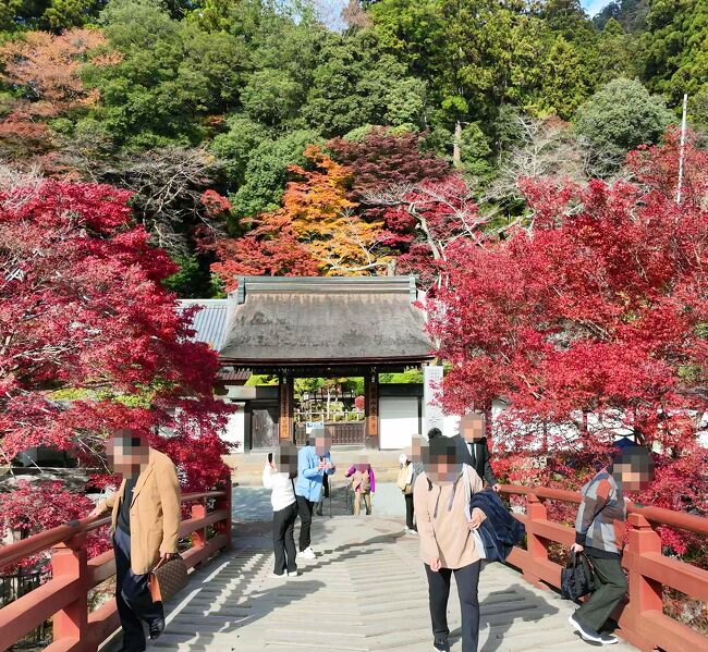 奈良県桜井市の岡寺（正式名は龍蓋寺）で「もみじ回廊 光の巡礼 紅葉ライトアップ」が11/23～11/26の4日間開催（紅葉のライトアップは初開催）されるのに合わせ、見頃や間もなく見頃という情報が出ている奈良の紅葉名所をいくつか回ってきました。京都は激混みでも奈良はまだマシかな？と思ったのが大間違い。祝日ということもありどこも大混雑。早めの時間に奈良公園に車で行き、そこから順に宇陀市の室生寺、桜井市の長谷寺、談山神社、明日香村の岡寺（龍蓋寺）を巡りましたが、談山神社は駐車場がどこも満杯で入れず、待機時間が一時間以上もあって残念ながら諦めました。岡寺の紅葉ライトアップは初の試みらしいですが、大混雑の中とても綺麗な風景を見ることができたのはとても良かったです。