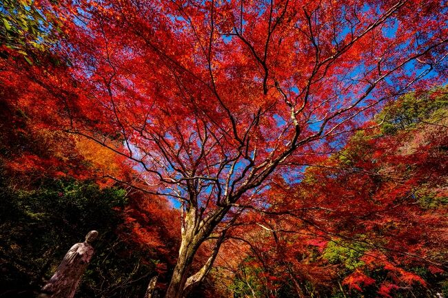  国東半島天台宗の代表、六郷満山掃除院である両子寺の紅葉が見頃を迎えました。