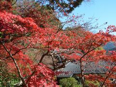 今年も丹波篠山の「もみじ三山」に行って来ました。