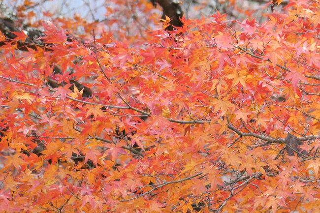 京都へ紅葉を鑑賞に行こうかな～～なんて思って、取った有給。たまたま用事が出来たことと、外国人観光客には平日も祝日も関係ないからやっぱり京都は人が多すぎるよな～～と思い、母と吉野の紅葉鑑賞へ行ってきました。