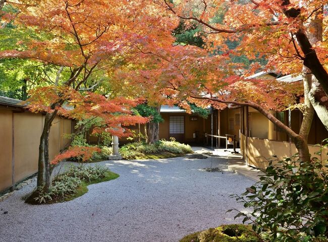 昨日、神奈川県鎌倉市を散策してきたので紅葉の色づき状況を先にUPします。<br />これから行かれるどなたかの参考になれば幸いです(о´v`о)<br />--------------------------------------------------------------<br />場所:円覚寺、一条恵観山荘、鎌倉大仏殿高徳院、長谷寺<br />日時:2023.11.24(金)<br />時間:8:30-17:30<br />天気・気温:晴れ・最高気温22度/最低気温11度<br />服装:<br />朝は少し肌寒く、タートルネックのニットとマウンテンパーカーで温かい感じ。<br />荷物を減らしたかったのでタートルにしたが、日中はかなり暑くカットソーでちょうど良かったかも。<br />夜もそこまで寒くなかったので、出かける時間~帰るまで15℃を下回らなければタートルネックの必要はないと思う。<br />ただ、今週末から一気に気温が下がるとテレビで言っていたので要注意!<br />--------------------------------------------------------------<br />表紙:一条恵観山荘<br />※状況の写真だけ先にUPしてます |ω・)エヘ