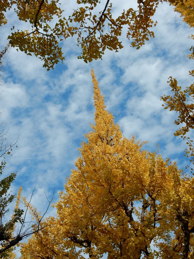 神宮外苑のイチョウ並木の黄葉が見頃とのニュースを見て、祭日の11月23日、混雑を承知で出かけてきました。<br />　秋晴れの青空ではありませんでしたが、秋をさがしに歩いてきました。