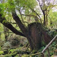 念願の屋久島　ゆっくり歩いてぎっくり腰が少し回復