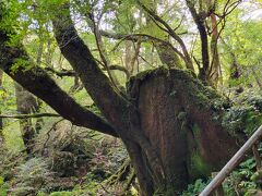 念願の屋久島　ゆっくり歩いてぎっくり腰が少し回復