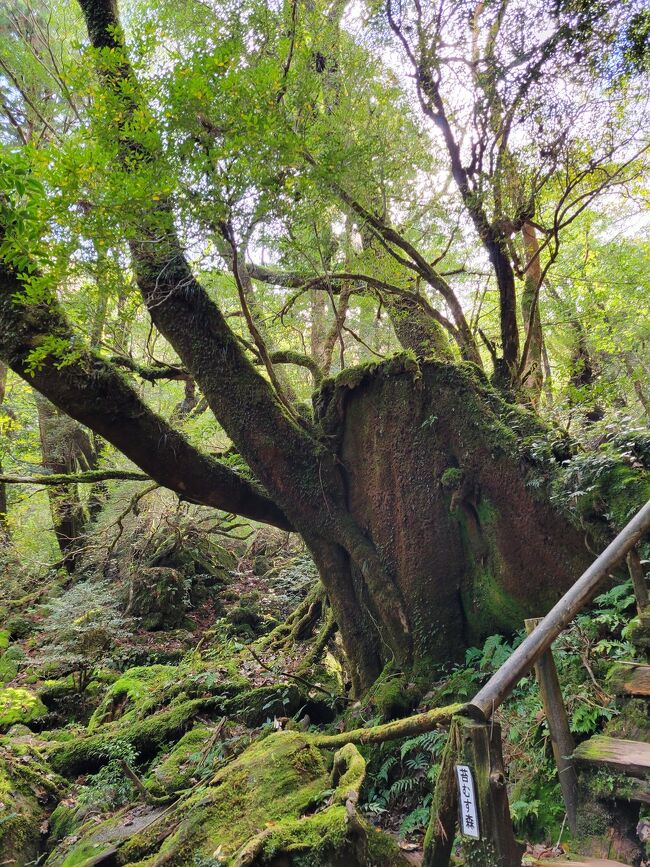 夏頃予約して楽しみにしていた屋久島旅行。<br />縄文杉を見に行くのは根性無くて無理だけど白谷雲水峡は行ってみたいと思いました。<br />ところが出発の10日前にぎっくり腰になってしまいました・・・<br />痛いけれど歩けないほどではない。<br />様子を見ていて3日前に1日ツアーの太鼓岩は無理だろうと判断して<br />半日の苔むす森に変更しました。<br />今まで訪れたことのある尾瀬とかとは違って屋久島は花崗岩の島。<br />登山道はごつごつした岩だらけでした。<br />帰りに痛くなったらどうしようかと心配しながら歩きましたがなんとかどこも痛くならずに戻れました。<br /><br />森の中は今まで見たことがないような神秘的で素晴らしい光景でした。<br /><br />