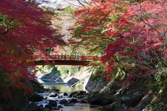 紅葉に引き寄せられ修善寺に出向いた、　天気は良好　流石日が射していると気持ちがいいね。