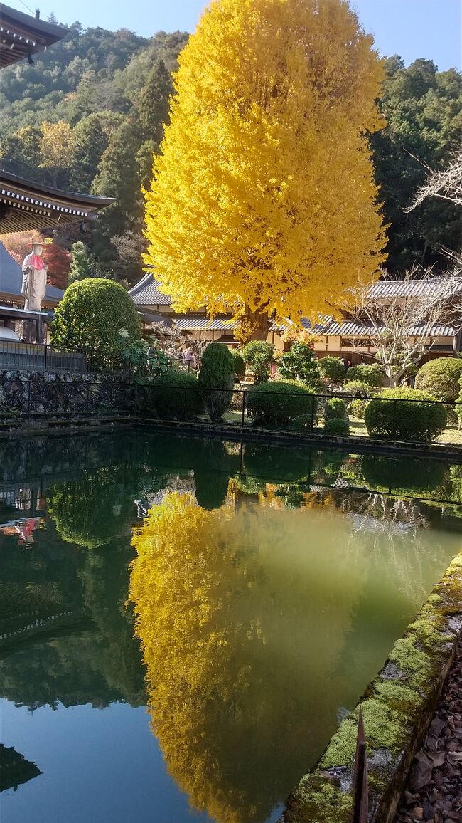 地元発着の日帰り紅葉狩ツアーに行ってきました。なんとお土産付き、そしてお昼は丹波牛と松茸&#128525;