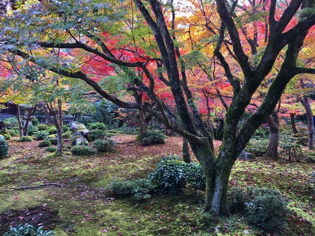 錦秋の圓光寺，詩仙堂，哲学の道に游び，一棟貸し【葵ホテル 南禅寺別亭・看月亭】に泊まる。夜は登録有形文化財【近又】で懐石料理に舌鼓。翌日のランチは【ホテルオークラ京都】の【桃李】でオーダーバイキング。<br /><br />「公安の仕事，一年間ご苦労さま」の思いを込めて，今回の京都はM君との二人旅です。<br /><br />旅行記の構成は以下の通り。()内は写真の枚数。<br />★【詩仙堂丈山寺】(2)<br />　【八大神社】(1)<br />★【圓光寺】(7)<br />　【フランソア喫茶室】(1)<br />　【宗家 源吉兆庵 / 琥珀糖Okada 】(1)<br />　【鶴屋吉信】(1)<br />　【京漬物 / 千枚漬】(3)<br />★【葵ホテル南禅寺別亭・看月亭】(17)+(4)<br />★【懐石 近又】(12)<br />★【哲学の道】(3)<br />　【光雲寺】(1)<br />　【後水尾天皇皇女 昭子内親王墓】(1)<br />　【久邇宮墓地】(1)<br />　【ホテルオークラ京都 / 中国料理 桃李】(5)<br /><br />【葵ホテル南禅寺別亭・看月亭】<br />https://www.kyoto-stay.jp/<br />の宿泊料金は一休で，229,500円（1泊2名利用，食事なし，ポイント即時利用，京都市宿泊税込）でした。3日前までキャンセル料はかかりません。<br /><br />【看月亭】の延床面積は 110㎡と一戸建ての家としては平均的かもしれませんが，東山を借景とする広い池泉庭園を独り占めできます。庭を含めた専有面積は 500㎡(150坪)は下らないでしょう。門から哲学の道まで僅かに約20m，南は永観堂まで450ｍ，南禅寺までは850m，北は霊鑑寺まで550m，法然院まで950m，銀閣寺までは約1.4kmという立地です。確認していませんが，所有者は【光雲寺】さんだと思います。<br />https://rakudo.jp/<br /><br />表紙写真は，圓光寺の紅葉です。