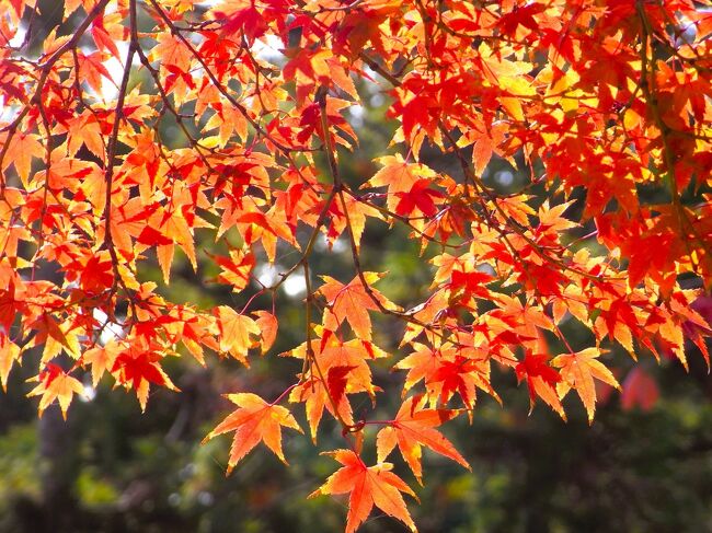 筑前・福岡　晩秋の紅葉を求めて福岡城跡から西新商店街・三角市場をぶらぶら歩き旅ー６