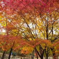 山間の紅葉＆温泉→県庁界隈へ～秋のぐんま旅。