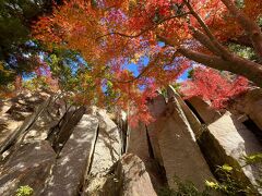 2023年紅葉散歩　青もみじが綺麗だった、けいはんな記念公園へ