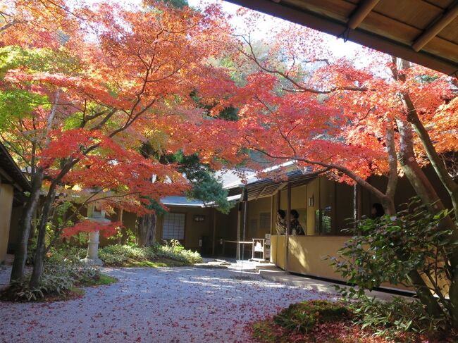 2023年11月28日(火)<br /><br />紅葉狩りに鎌倉へと出かけました。<br /><br />まずは、京都から移築された江戸初期の朝廷文化を伝える重要文化財「一条恵観山荘」。<br />明るい陽射しのもと、赤く色づいたモミジがとっても綺麗!<br /><br />久しぶりに、竹林で有名な「報国寺」にも足を伸ばしました。<br /><br />ランチは鎌倉裏駅の路地にある「ワンダー・キッチン」で。<br />レストランはその名のとおり不思議空間。<br />一度では覚えられない世界の料理を味わいました。<br /><br />食後のデザートは「アンビグラム鎌倉」で。<br />紅茶も、塩キャラメルのガレットも二重マル。<br /><br />小春日和の晩秋の1日を楽しみました!
