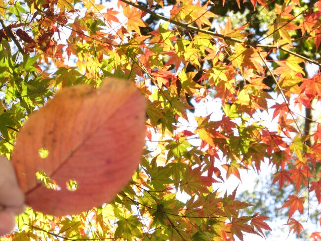 「京都の秋」といえば もちろん紅葉<br /><br />しかし…<br /><br />東山や嵐山の有名スポットは、どこも観光客だらけで大混雑は必至。<br /><br />そこで<br /><br />京都の紅葉見物では 意外と穴場で、自分自身も訪れたことがなかった「石清水八幡宮」へ行ってみることにした。<br />　