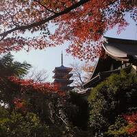 2023年11月28日～紅葉見頃の松戸2カ所のお寺に野田清水公園、流山おおたかの森イルミは綺麗でした