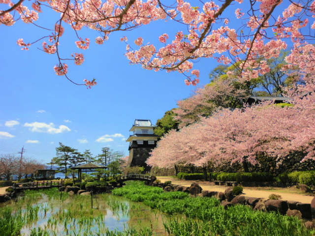 大村、川棚の桜の名所を訪ねました。<br />大村市の大村公園、旧円融寺庭園と長崎県立図書館ミライonに立ち寄り、川棚町にある大崎温泉･公共の宿くじゃく荘に宿泊しました。<br />宿周辺一帯も桜の名所だそうです。