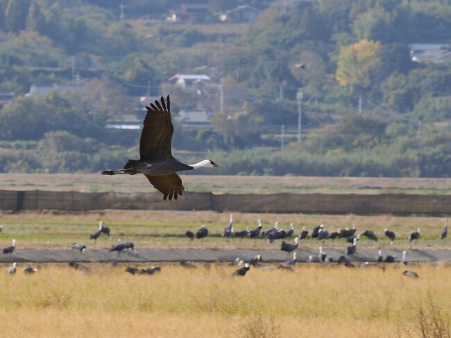 今日は、鹿児島の最終日。鹿児島市を早朝出発して出水に向かいますが、その前に、川内で途中下車して川内の市街を散策です。<br /><br />ちょこっとのつもりでしたが。。川内には薩摩国分寺跡があって、古代薩摩国の中心は川内。薩摩国の一宮、新田神社やニニギノミコトの陵墓と言われる可愛山陵もそれに相応しいなかなかのスポットですね。時代は下って、薩摩・大隅・日向の守護大名となった島津氏第5代当主、島津貞久も川内碇山城を居城としていましたが、三男、師久に薩摩国を四男、氏久に大隅・日向を譲って、これが総州家と奥州家の始まり。鹿児島は、その際に奥州家の居城が鹿児島の東福寺城となったことからの歴史です。ちなみに、総州家は内紛から奥州家との対立によって、5代で滅亡。島津氏第9代当主、忠国の時代に騒動は集結しますが、島津貞久が四男、氏久に大隅・日向を譲っていなければ、今でも鹿児島の中心は川内だったかもしれませんね。明治以降も、ジャーナリストで改造社の創業者、山本實彦や有島武郎、有島生馬、里見弴の有島三兄弟を輩出。川内が育んできた歴史の重みは軽くないような気がしました。<br /><br />そして、今日のメインの出水。さっそく訪ねたのは、出水市ツル観察センター。出水駅からツル観光タクシー、片道2000円を利用しました。この日、11月25日のツルの総数は11856羽。うち、ナベヅル11392羽、マナヅル452羽、クロヅル6羽、カナダヅル4羽とナベヅルが圧倒的です。北海道のタンチョウヅルは絵画でもお馴染みのツルで気高い印象があるのですが、ナベヅルはどうかなあ。ちょっと期待半分でしたが、ナベヅルも飛ぶ姿とかやっぱりツルらしい気品があって、素晴らしいですね。それにこれだけ数が多いし、自由に飛ぶさまは圧巻。出水のツルがこんなにすごいとは。。楽しくてドキドキの連続でした。ところで、別途、越冬地環境保全協力金を払うと無料で望遠レンズ付きのカメラが借りれます。こんなカメラは初めてでしたが、ものすごいズームが効いてリアルなツルの息づかいが感じられて、肉眼で見る以上の迫力は予想外に衝撃的。バードウォッチングってこんなに楽しかったんですね。鳥を追いかける人の気持ちが初めて分かったような気がしました。<br />ちなみに、出水とツルの歴史を調べると最初の記録は元禄7年(1694年)。江戸幕府の呼びかけもあって、薩摩藩もツルの保護を命じます。しかし、明治期に入ると一転、ツルは狩猟の対象となり、明治中期には1羽も渡来しなくなる時期も。その後、再び保護の時代に入り、大正から昭和初期にはそれなりに復活。ただ、本格的なツルの飛来地として成長するのは戦後。鹿児島県ツル保護会の結成や韓国の軍事境界線での環境悪化もあって、渡来数は飛躍的に増加。今では、世界に生息するナベヅルの9割、マナヅルの5割が出水に飛来すると言われるようになったのだそうです。ちょっと驚きの事実ですね。<br />出水市ツル観察センターの後は、出水麓武家屋敷群へも。今回の旅では、知覧、加世田に続いての重要伝統的建造物群保存地区。薩摩藩の防衛拠点であった街並は、丸石を積んだ石垣と高い垣根に挟まれた通りとかやっぱりそれなりの迫力がありますね。公開している武家屋敷は竹添邸と税所邸。立派なお屋敷だし、保蔵状態も良好です。ただ、その精神的な支柱となっているのは山田昌巌。寛永6年(1629年)出水郷第3代地頭で、薩摩藩の家老職も勤めた人物ですが、出水兵児と呼ばれる武勇の気風を残したことが今でも地域の誇りとなっているようで、ちょっといい話ではありますね。<br /><br />鹿児島は広くて、小さな歴史があちこちに眠っているんですね。旅の最後になって、その思いがまた強く心に残ったような気がします。
