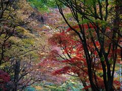 小國神社 紅葉2023