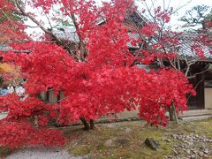 紅葉シーズンも過ぎつつある湖東三山（百済寺）と永源寺！