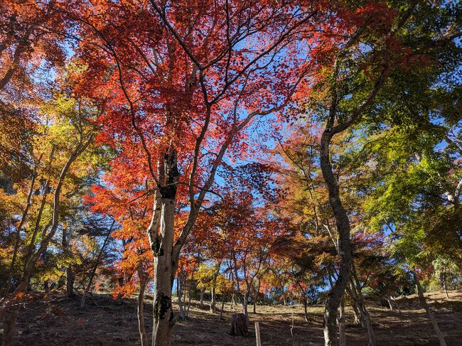 今年は紅葉を追っています(^^;)<br />今回は伊豆。<br />ちゃんと情報を調べて行ったのですが・・・・<br /><br />旧天城トンネルでは山道を2キロ、往復4キロを歩きました・・・<br />運動不足の主人は堪えたみたいです・・・<br />そのあとの温泉は格別でした(*^-^*)<br /><br />宿泊はお気に入りの東急ハーヴェスト。一泊目は高台にそびえる東急ハーヴェスト天城高原、二泊目は駅チカ、海にも近い東急ハーヴェスト伊東です。<br />それぞれの良さがあって、安心できるし大好き！<br /><br /><br />