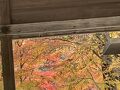 滋賀近江舞子ゆったり旅行！…日吉大社で紅葉鑑賞…ひとり旅編！