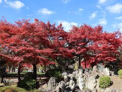 名古屋市内の紅葉巡り　前編　白鳥庭園・名古屋城など　2023年11月