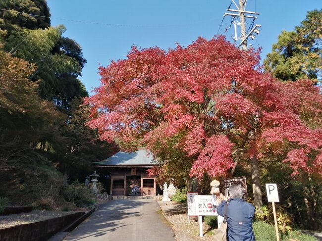 11月下旬、ヒマラヤ桜が見頃だと聞き豊橋の普門寺へ。<br />しかし普通に行ったのではつまらない。<br />豊橋駅前→路面電車乗車→葦毛湿原散策→神石山登山→普門寺→二川宿→豊橋駅前で一杯<br />という欲張りな行程。<br />普門寺ではちょうど紅葉祭りが開かれておりモミジと桜の共演が楽しめました。<br />