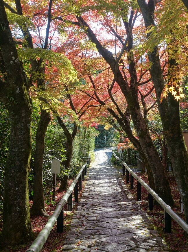 2023年11月。紅葉を求めて京都へ。例年より暖かい日が続き、ピークには少し早かったようです。<br /><br />その３は、京都タワーのてっぺんとほぼ同じ高さ（160m）の鷹峯へ。紅葉で名高い、常照寺、源光庵、光悦寺、そして坂を下ってしょうざん庭園を回りました。<br /><br />・市バスで源光庵前まで<br />・常照寺<br />　　吉野門、帯塚、本堂、遺芳庵、鬼子母神堂、白馬池、吉野太夫の墓、比翼塚<br />・源光庵<br />　　山門、本堂、悟りの窓と迷いの窓、血天井<br />・光悦寺<br />　　参道の紅葉、鐘楼、本堂、大虚庵と光悦垣、鷹峯の眺め、京都市街の眺め、本阿弥庵、光悦の墓<br />・しょうざん庭園<br />　　<br />表紙写真は、光悦寺参道の紅葉