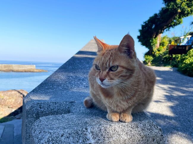 旅行二日目は延岡からJR日豊本線で大分県入り。<br />佐伯駅から路線バスで蒲江港へ。船で深島上陸！<br /><br />思っていた以上に小さな猫の島、深島。<br />ほとんどの猫ちゃんが集落界隈に集まっていて、猫密度が高い！<br />島民に大事にされている幸せそうな猫ちゃん達、<br />丸々太って見ているだけでこちらも幸せ気分に。<br />深島では初めての集会所スティ。<br />自動販売すらない深島、でぃーぷまりん深島さんにはお食事から<br />宿泊まで大変お世話になり、お陰で素敵な時間を過ごせました。<br />ネコちゃんばかりの自己満足な旅行記で悪しからず。<br /><br />11/20(月)　大阪空港→熊本空港→高千穂峡→延岡（延岡泊）<br />11/21(火)　延岡→佐伯→蒲江→深島（深島泊）<br />11/22(水)　深島→佐伯→臼杵→別府（別府・鉄輪温泉泊）<br />11/23(木)　地獄巡り→（別府湾温泉街泊）<br />11/24(金)　別府→宇佐神宮→豊後高田→大分空港→大阪空港