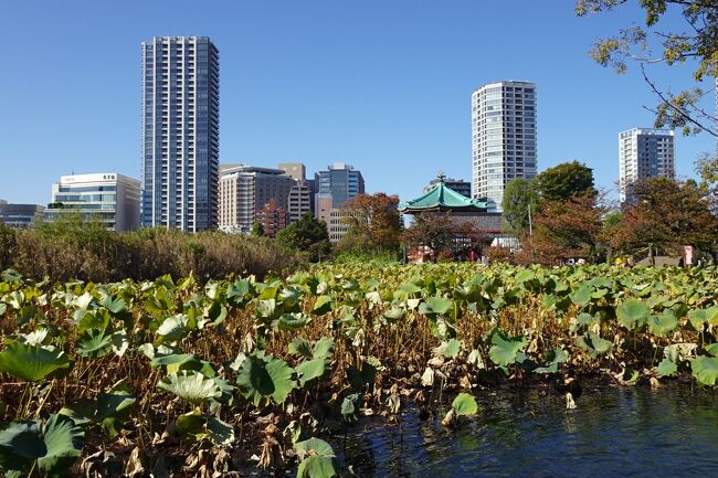 上野の森美術館「連作モネ」から不忍池を歩く☆浜省前後の東京美術館と銀杏巡り・会津周遊ひとり旅④２日目