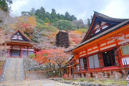 紅葉の名所＆大化の改新ゆかりの『談山神社』へ』桜井・三輪・山の辺の