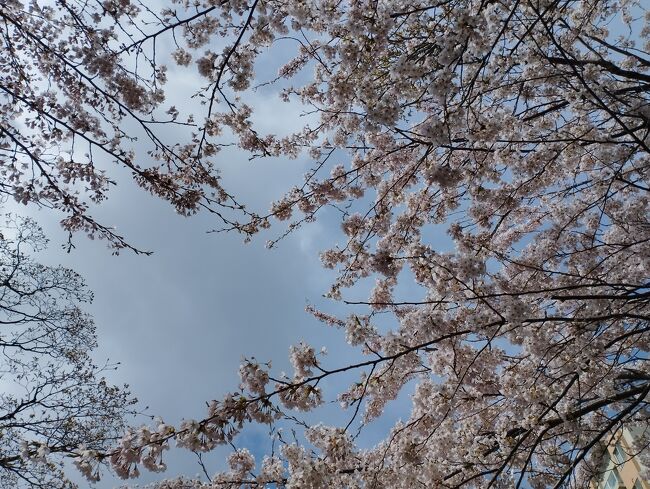 春の函館旅行　桜を見に行きました