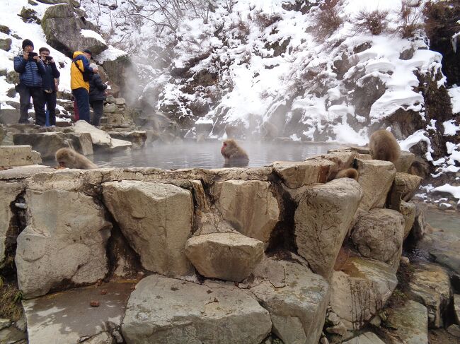 猿探し【長野・湯田中温泉（Yudanaka Hot Spring）遍】