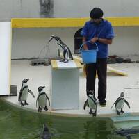 延長戦だよ！おたる水族館～珍魚ハッカクを見て焼いて食べる～