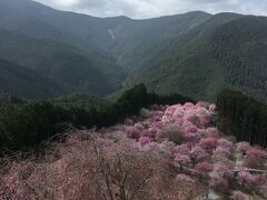 浅春のしだれ桜　高見の郷