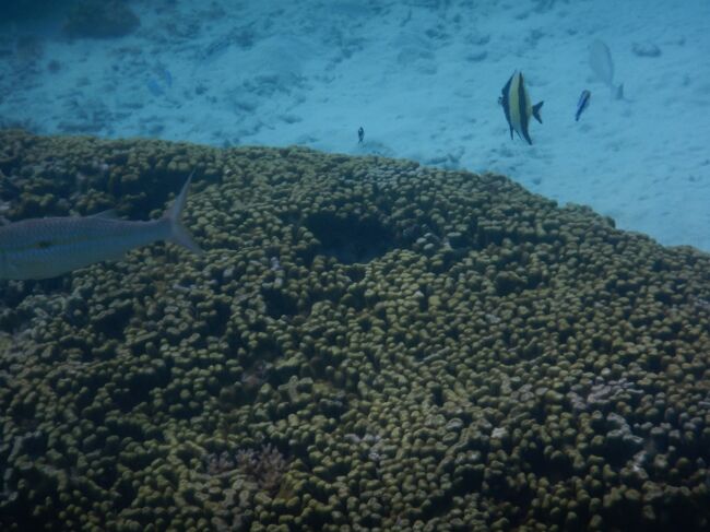 コロナの制限もなくなったことから、先月の台湾に続いてビーチリゾートのツアーを探していたところ、３泊４日グアムの格安なツアーを発見!<br />以前のＬＣＣ利用のツアーに比べるとお高く（旅費は倍ぐらい）感じますが、この際、自分の大事な息抜きのために頑張って行ってきました。<br />グアムの入国に際しての書類（Ｉ736）は事前にＰＤＦで作成し、税関書類は事前にオンラインで申請しました。<br />ちなみに日本帰国時の税関申告もvisit japan webを利用しました。<br />今回は夫婦＋暇な子供たちです。<br />