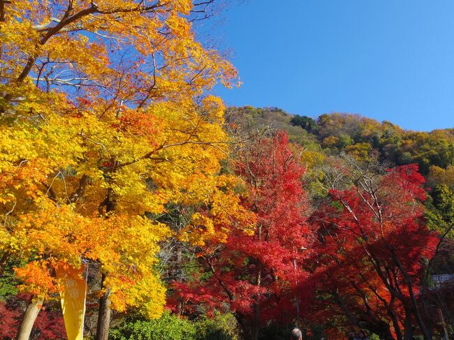 ずーーーーっと紅葉の時期に行きたい思いがあり、<br />見頃の時期の京都に行ってきた(*^-^*)<br />色々想像しながら計画を立てるのもすごく楽しい。<br />一人旅で自由気ままに歩こう♪<br />そして見事な紅葉に感激！<br /><br />２泊３日の２日目の巻。<br />