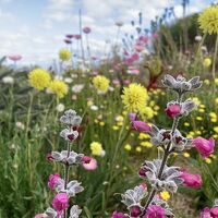 オーストラリア避暑の旅～ワイルドフラワー咲くパース＆ロットネスト島でクォッカに遊んでもらう