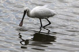 米子水鳥公園