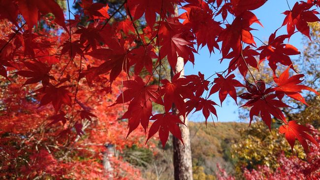 またまた秩父・長瀞へ行ってきました。<br />ちょうど紅葉の時期だったので月の石もみじ公園に行ってきました。<br /><br />温泉とご当地グルメはもう我が家の定番となっていますが、今回もゆっくりたっぷり楽しんだ二泊三日の旅となりました。