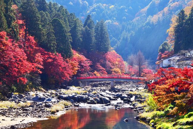 紅葉本番、秋の風情に香嵐渓の自然の彩り<br />何処を見ても、何処から切っても美しい。<br /><br />巴川に沿った参道から香積寺にかけて、<br />「もみじのトンネル」といわれます所、<br />晩秋で、もみじまつり/2023年11月1日(水)~11月30日(木) <br />11月27日に来ましたので、紅葉の時期から下り気味。<br />しかし、香嵐渓のシンボル「待月橋」の飯盛山側の岸には<br />「五色もみじ」とよばれるもみじがあり、<br />緑・黄緑・黄・橙・赤の五色のグラデーションに染まります。<br />目に焼き付けたい絶景を楽しみに毎年のように来てます。<br />ここは、期待を裏切らず・なぜかこの近辺を集中して・・・。<br /><br />全国的に呼び声高い、<br />美しい自然の中に魅力なる紅葉...香嵐渓。<br />香嵐渓の紅葉の落葉を訪ねてみました。<br /><br />いつものコースを通り撮る。<br /> ▲待月橋(たいげつきょう)と五色もみじ<br /> ▲香嵐橋(こうらんきょう)<br /> ▲飯盛山(いいもりやま)<br /> ▲足助(あすけ)川と巴川<br /> ▲待月橋と巴橋など<br /><br />最後に何時もの、言葉を。・・・晩秋の香嵐渓もみじ<br />豊田市足助町にある矢作川支流巴川がつくる渓谷で<br />燃えるような紅葉,東海一の紅葉...香嵐渓。<br />(香嵐渓の秋景色.紅葉狩り)<br /> 秋色の香嵐渓もみじ<br /> 錦秋の香嵐渓もみじ<br /> 彩秋の香嵐渓もみじ<br /> 晩秋の香嵐渓もみじ<br />秋の装う衣替え 正に圧巻<br />秋が深まり心にしみ入り心に迫る秋景色紅葉。