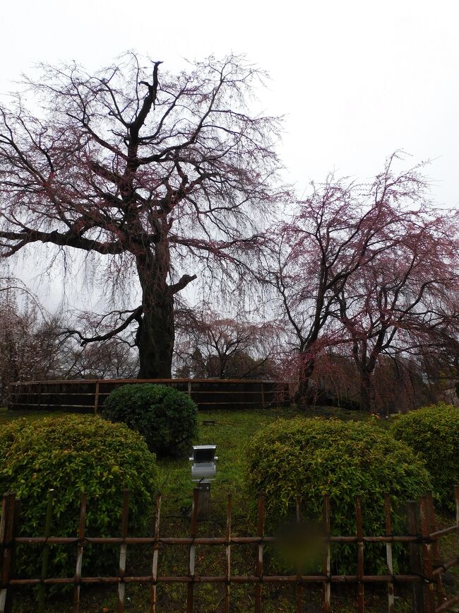 3月になって久し振りの京都旅行．チョットお天気は悪かったのですが，今まで余りじっくりと見たことがなかった寺社を中心に見て回りました．流石に桜の時期には少し早かったため，その点が残念でしたが，それでもやはり花があるのと無いのとでは全然違います．また，この時期は寒くも暑くもないので，今年の夏のように猛暑の中であったら，こんなに精力的には回れなかったと思い，その点でも良かったと思います．今回は，出来るだけ歩いて回ろうと決めていたので，ホテルに荷物を預けてから，地下鉄で祇園に出て，八坂神社，円山公園，知恩院，明治神宮を徒歩で見て回りました．知恩院では方丈庭園の他に普段非公開の襖絵の特別展示をしており，こちらも見ることが出来てラッキーでした．