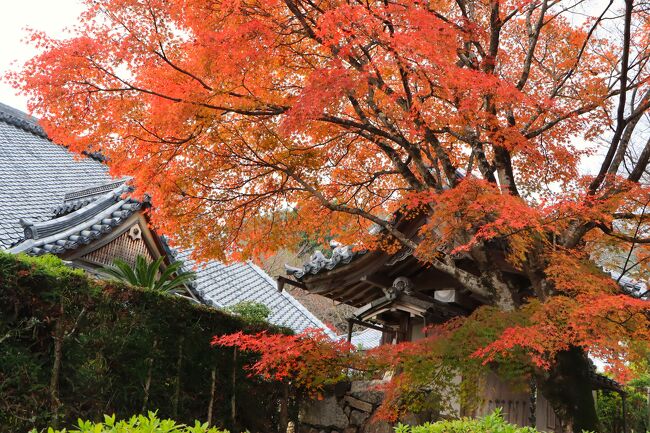 地元発で、比叡山延暦寺へのウォーキングツアーがあったので、夫と二人申し込んでおきました。<br /><br /><br />滋賀県大宮川駐車場からスタートで、坂本ケーブルに乗って比叡山延暦寺がゴール。<br />比叡山延暦寺は、この旅行記を調べたら、２０１０年１２月２８日に、登山しながら登っていた。<br />しかも青春１８きっぷで！<br />もうそんな元気も体力もなくなったので、バスに乗って、紅葉のお寺を見ながら、歩くのもまた楽し♪<br />