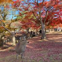 紅葉の奈良公園と志賀直哉旧居